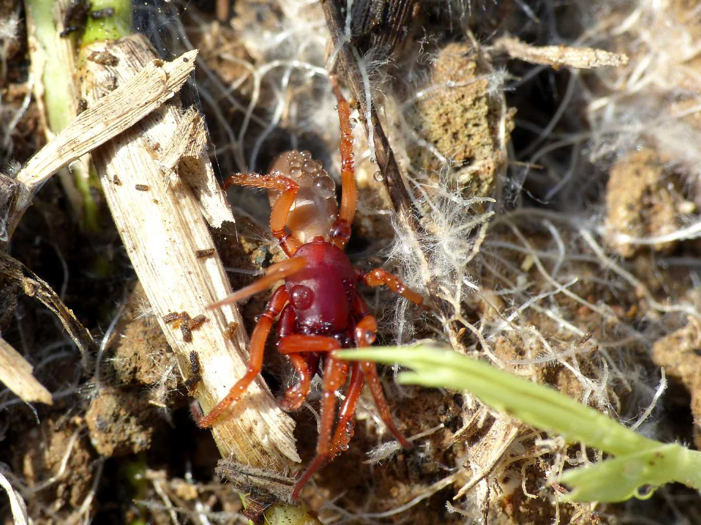 Dysdera sp. - Montecompatri (RM)